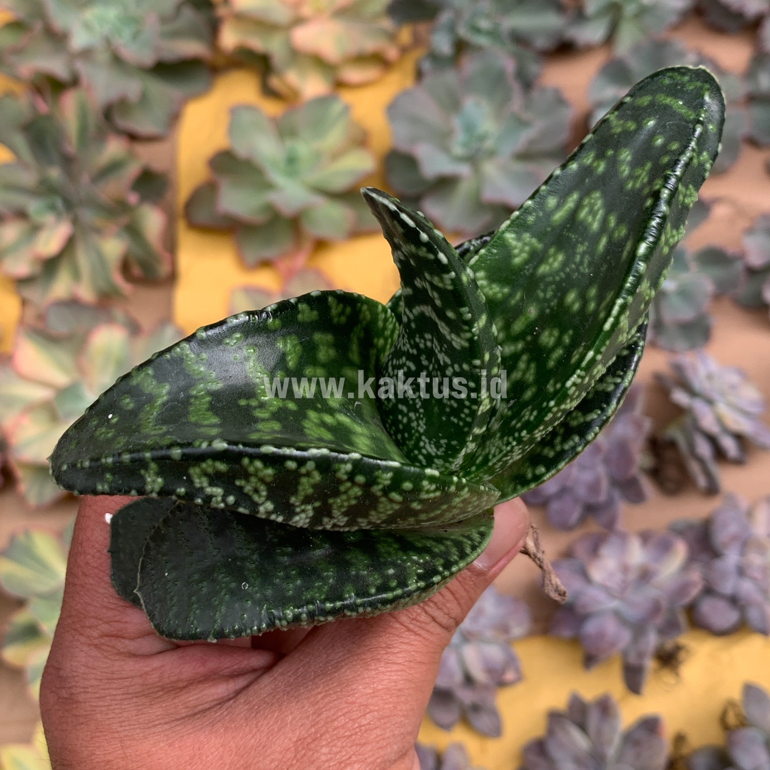 1531. Gasteria Pillansii Var. Ernesti-Ruschii - Image 2