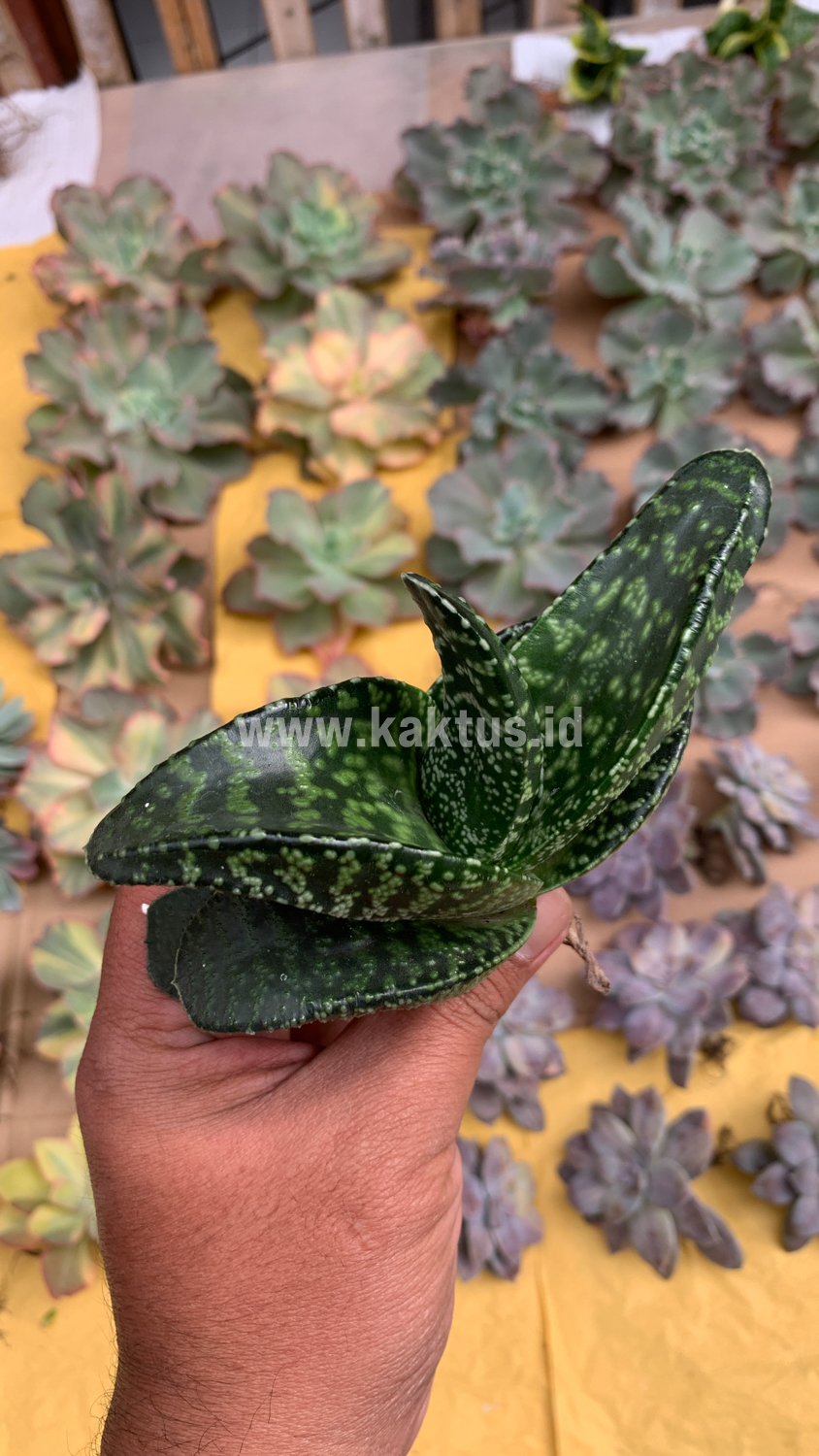 1531. Gasteria Pillansii Var. Ernesti-Ruschii - Image 6