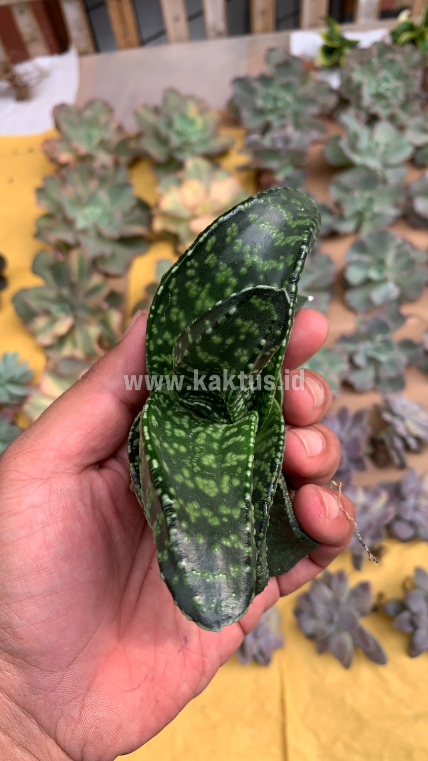 1531. Gasteria Pillansii Var. Ernesti-Ruschii - Image 9