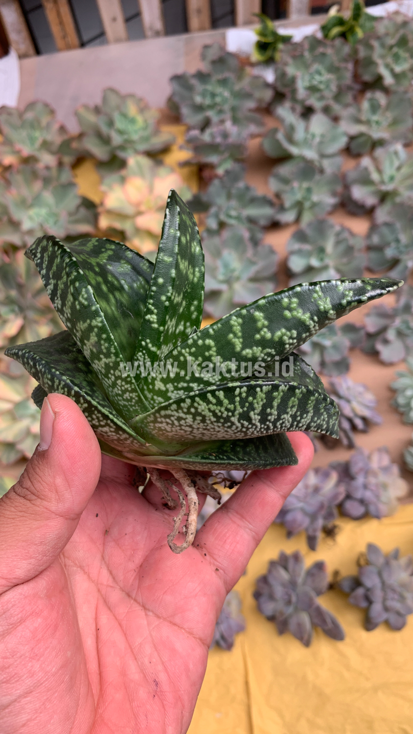 1531. Gasteria Pillansii Var. Ernesti-Ruschii - Image 10