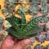 1531. Gasteria Pillansii Var. Ernesti-Ruschii