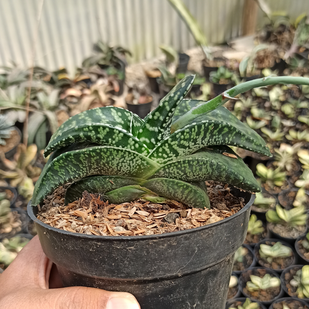 002. Gasteria Tiger Spot - Image 6
