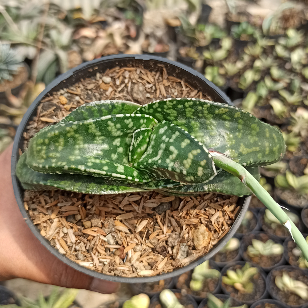 002. Gasteria Tiger Spot - Image 5