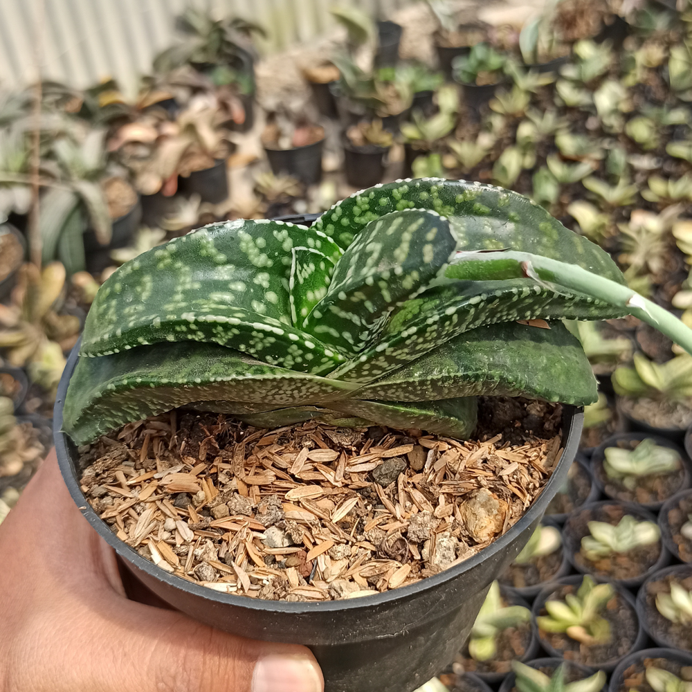 002. Gasteria Tiger Spot - Image 4