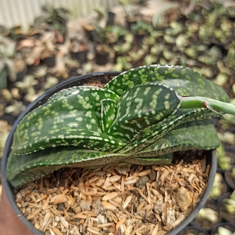 002. Gasteria Tiger Spot - Image 3