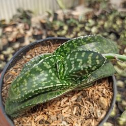 Alternative view of 002. Gasteria Tiger Spot