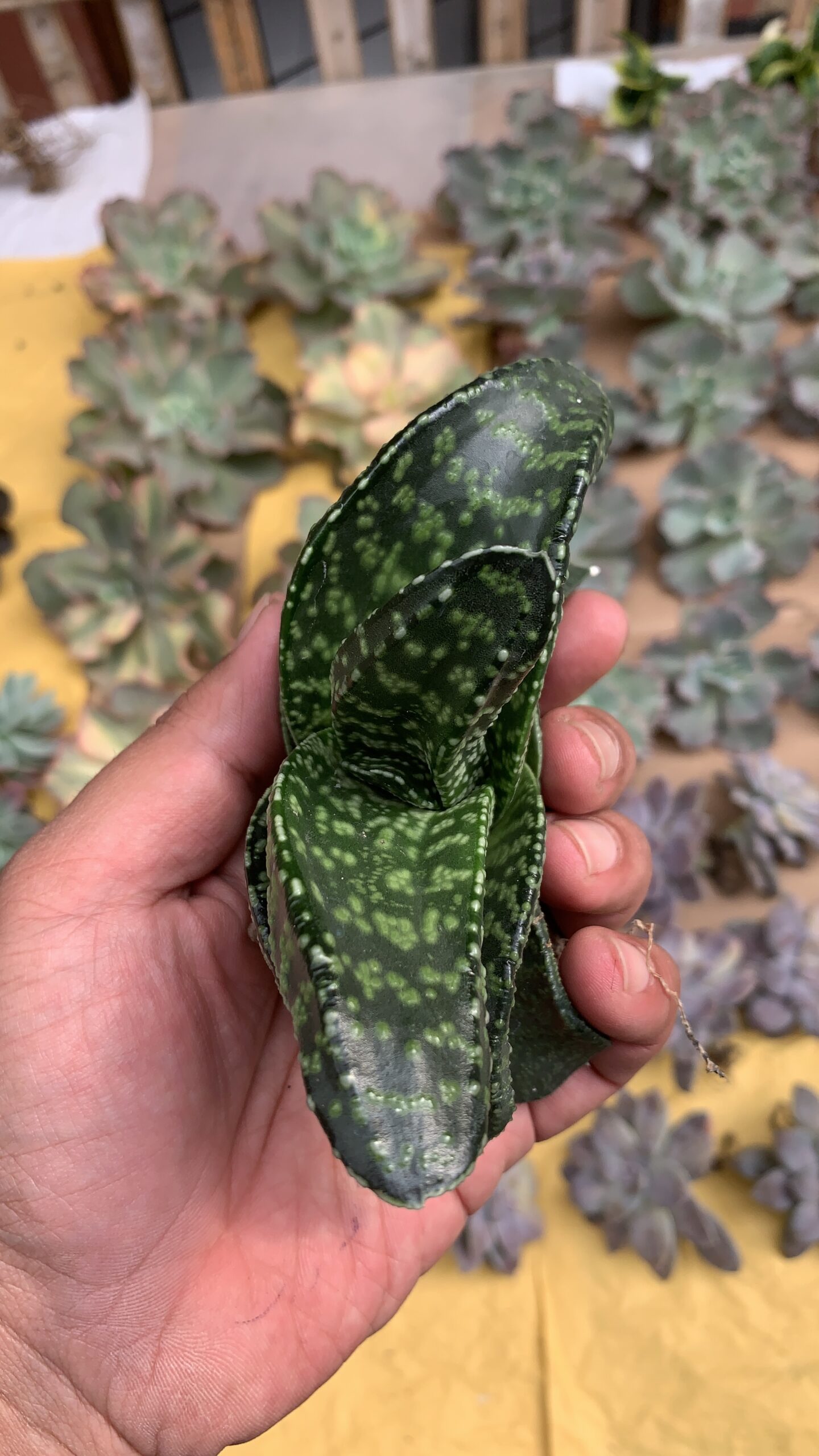 002. Gasteria Tiger Spot - Image 21