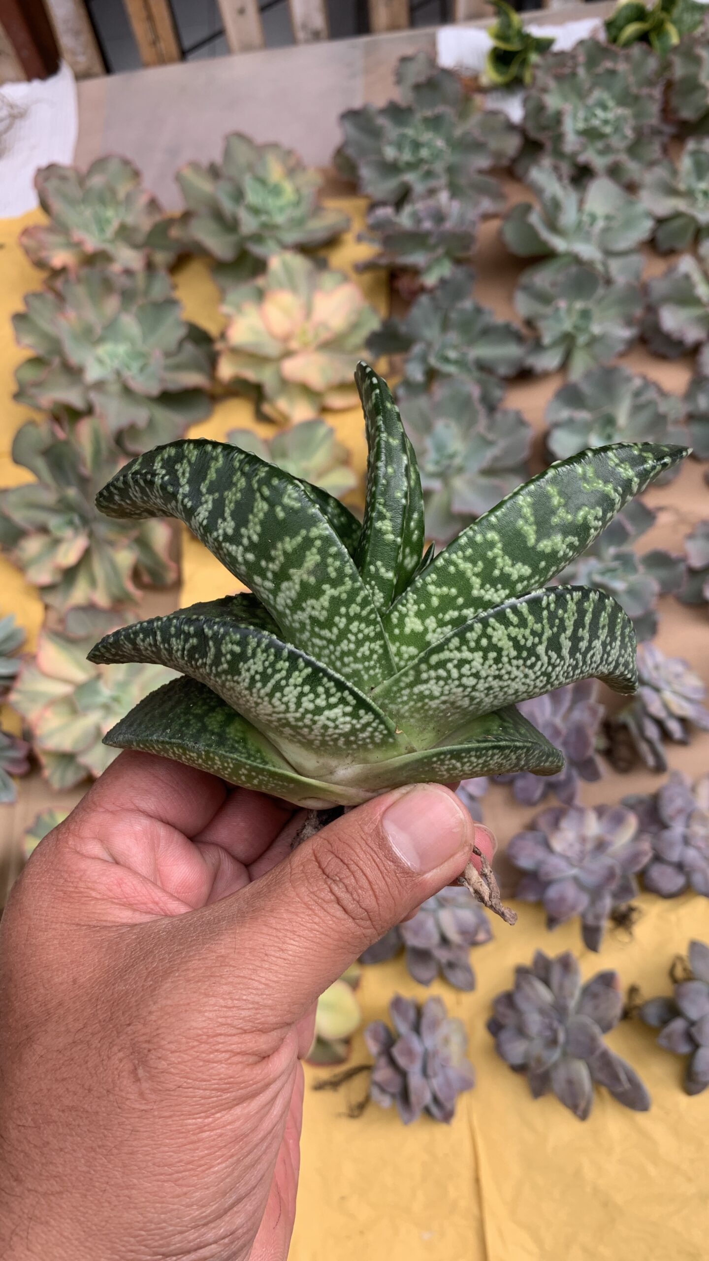002. Gasteria Tiger Spot - Image 19