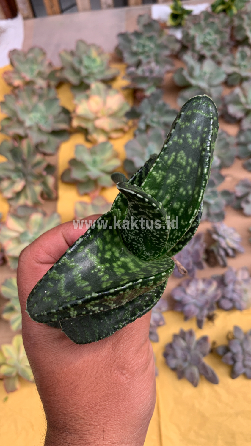 002. Gasteria Tiger Spot - Image 18