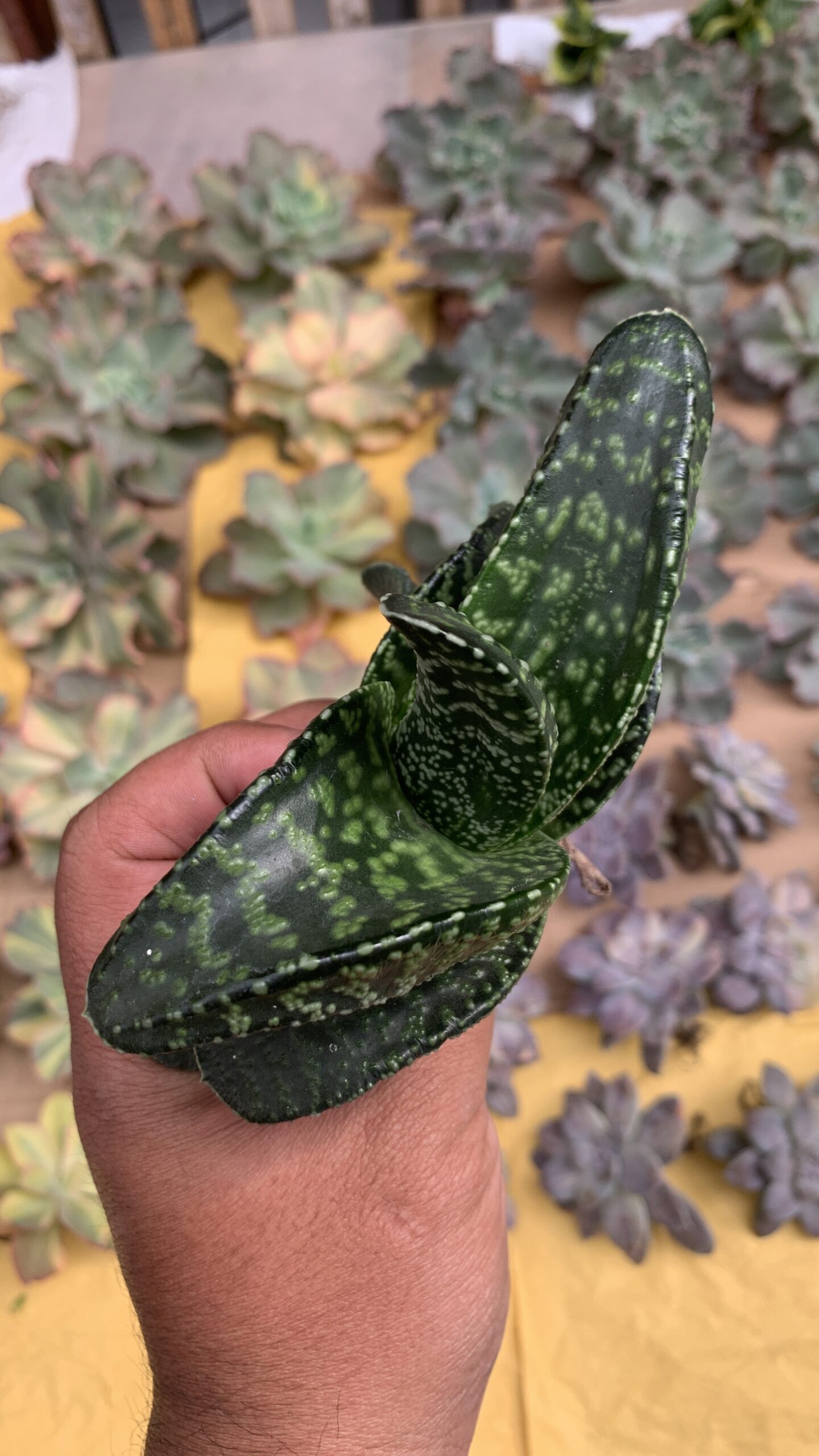 002. Gasteria Tiger Spot - Image 17