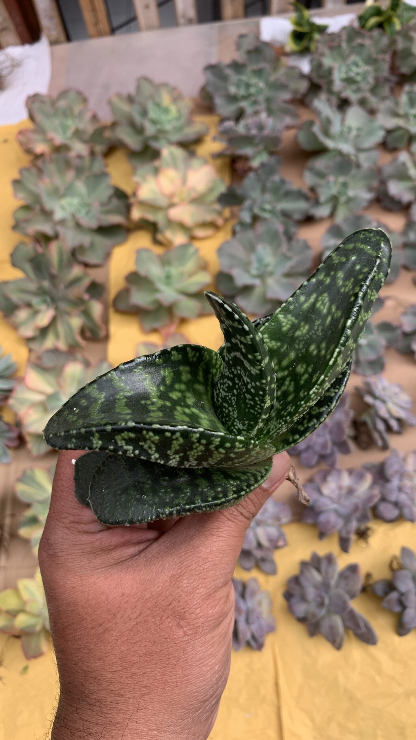 002. Gasteria Tiger Spot - Image 14