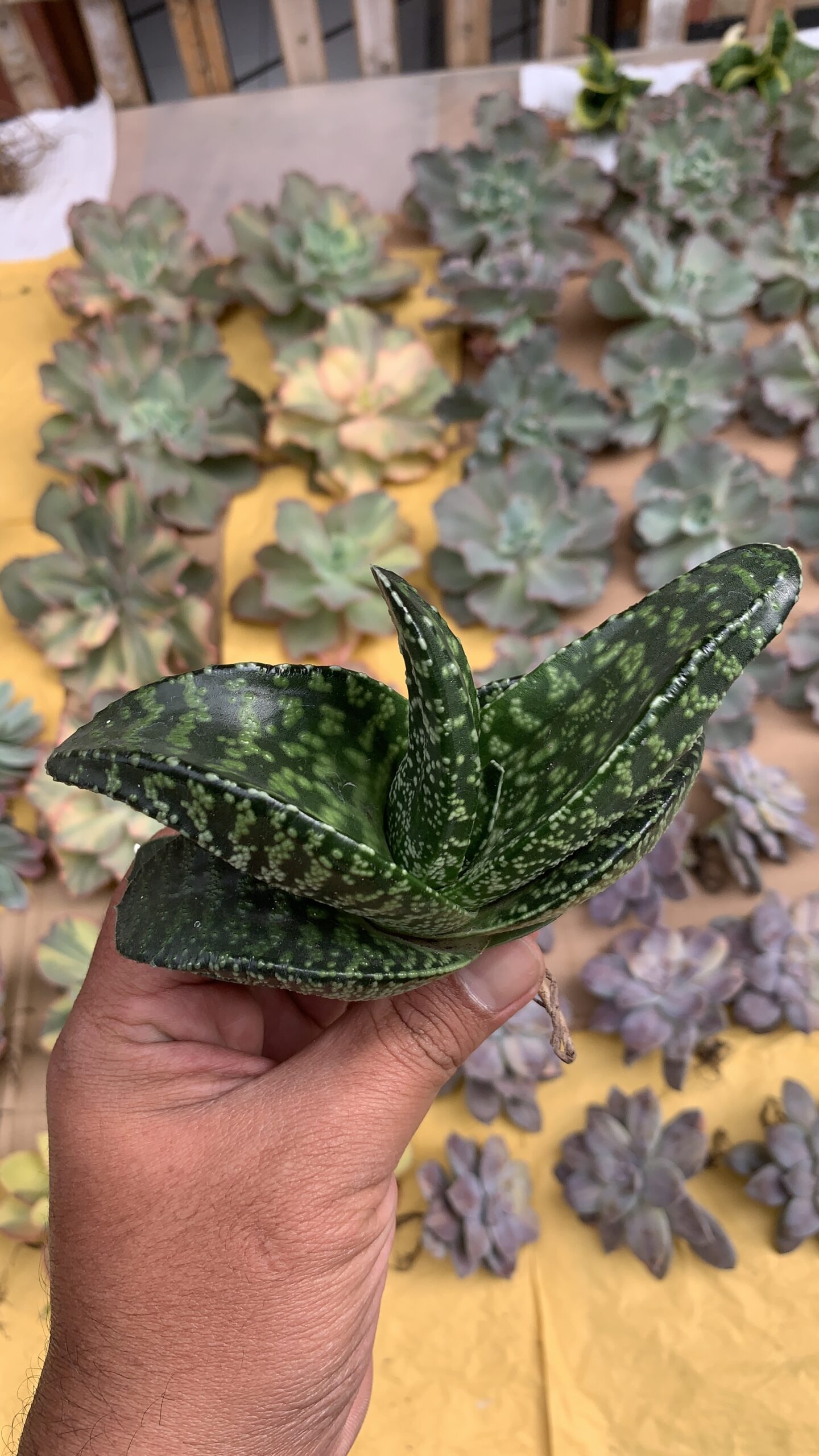 002. Gasteria Tiger Spot - Image 12
