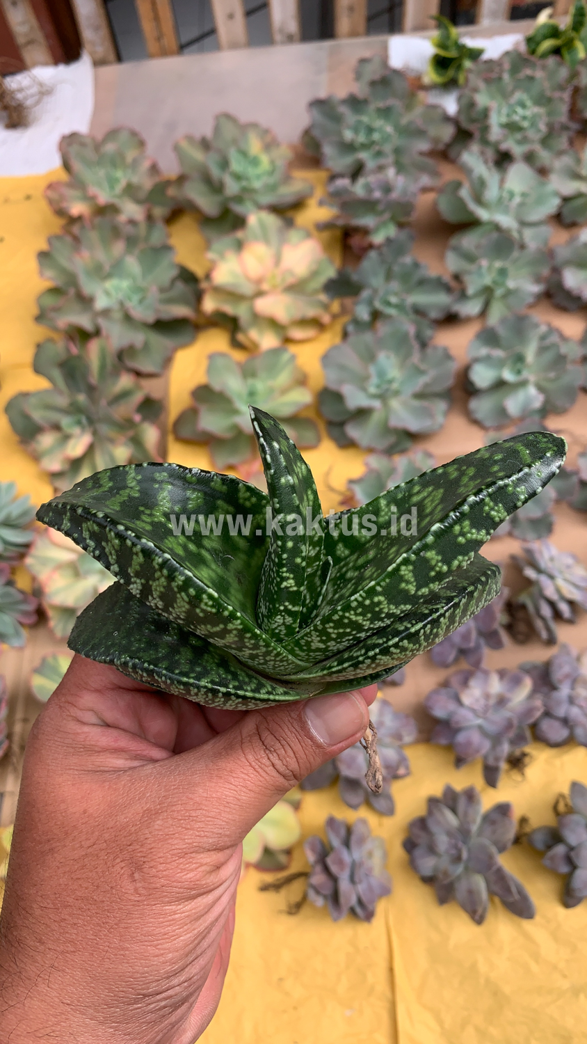 002. Gasteria Tiger Spot - Image 11