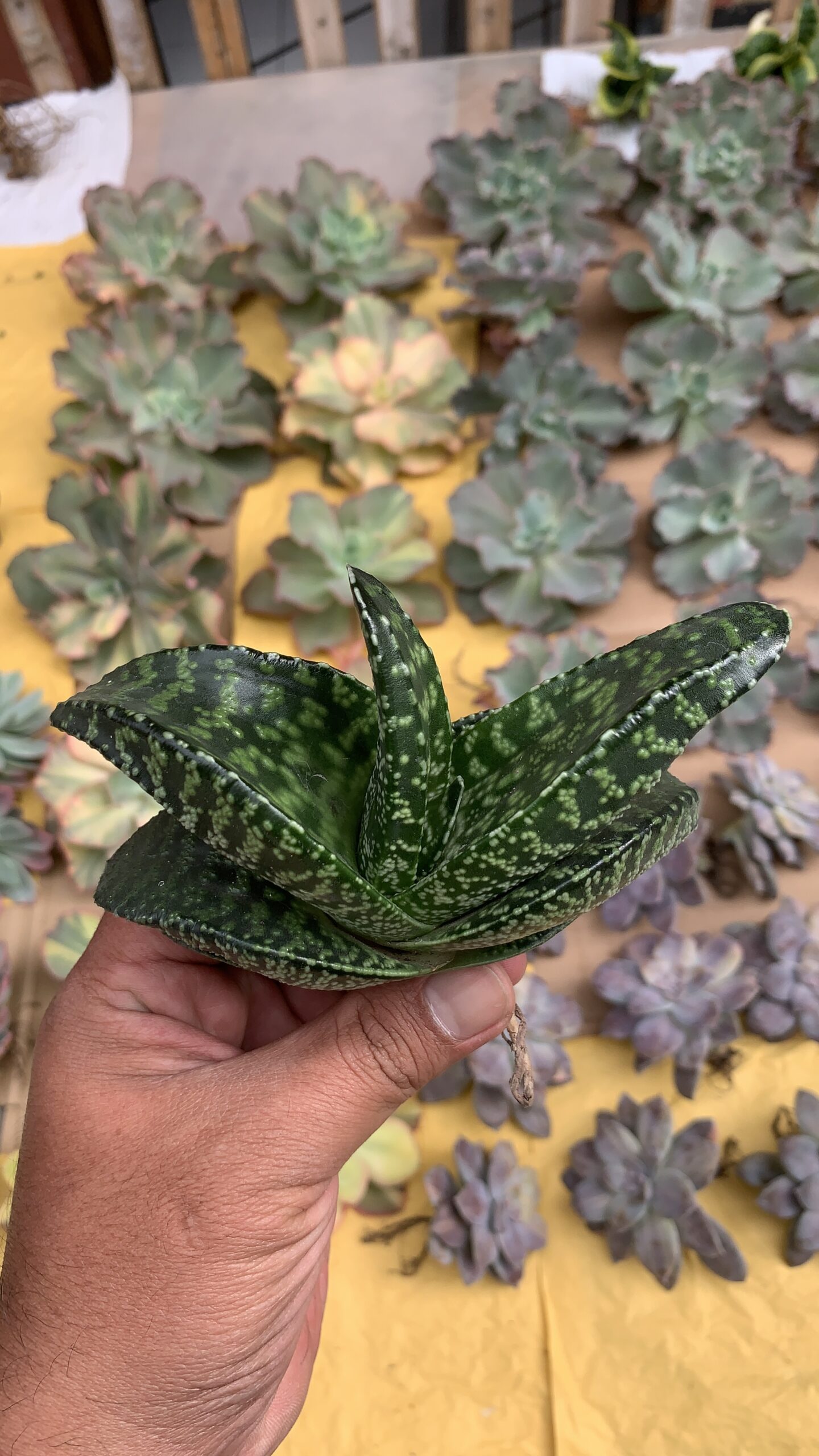 002. Gasteria Tiger Spot - Image 10