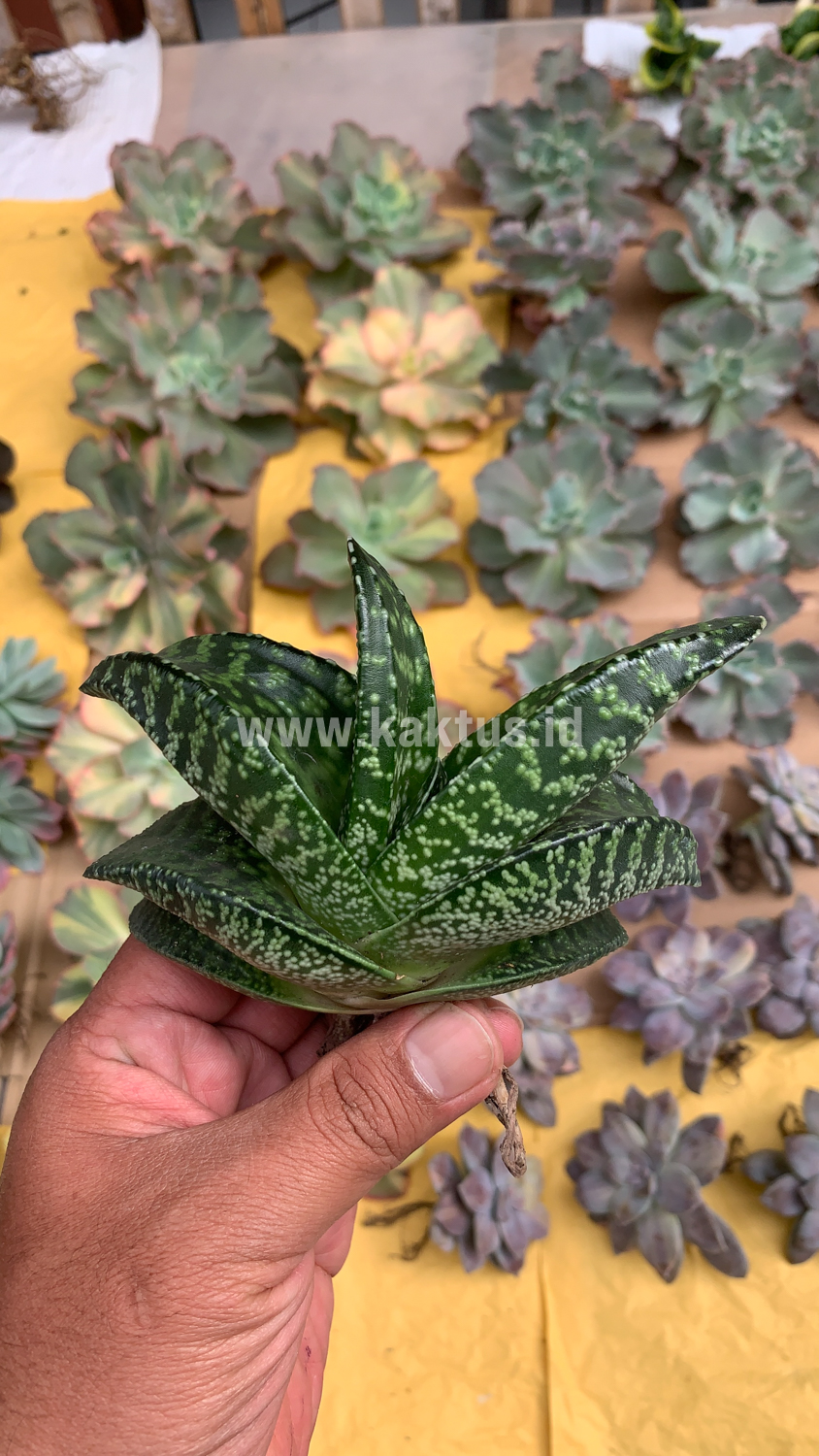 002. Gasteria Tiger Spot - Image 9