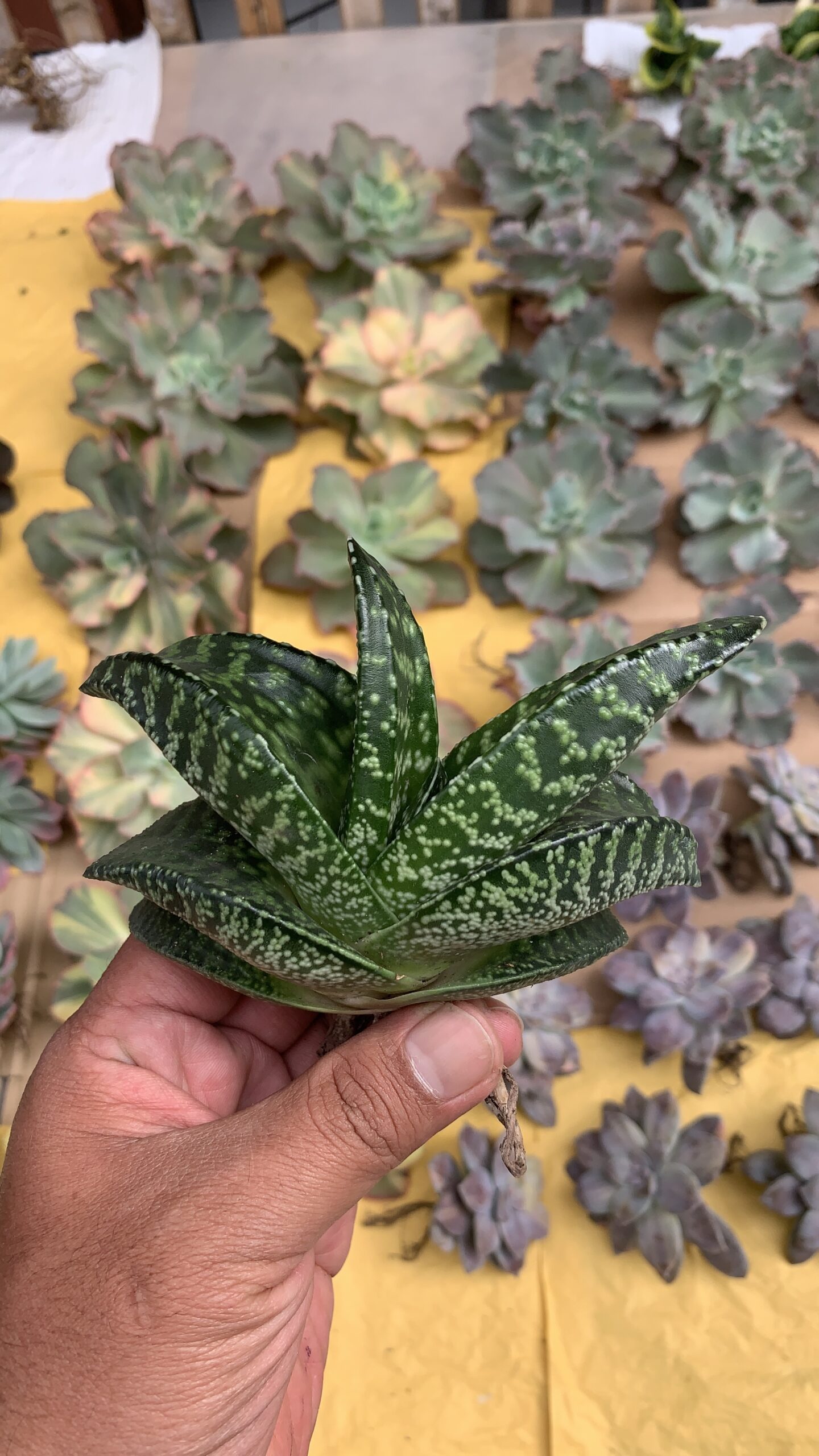 002. Gasteria Tiger Spot - Image 8