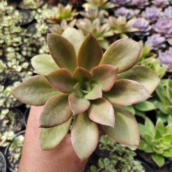 Alternative view of 003. Echeveria Rubromarginata
