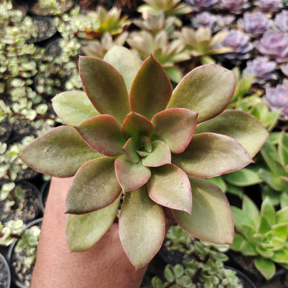 003. Echeveria Rubromarginata - Image 2