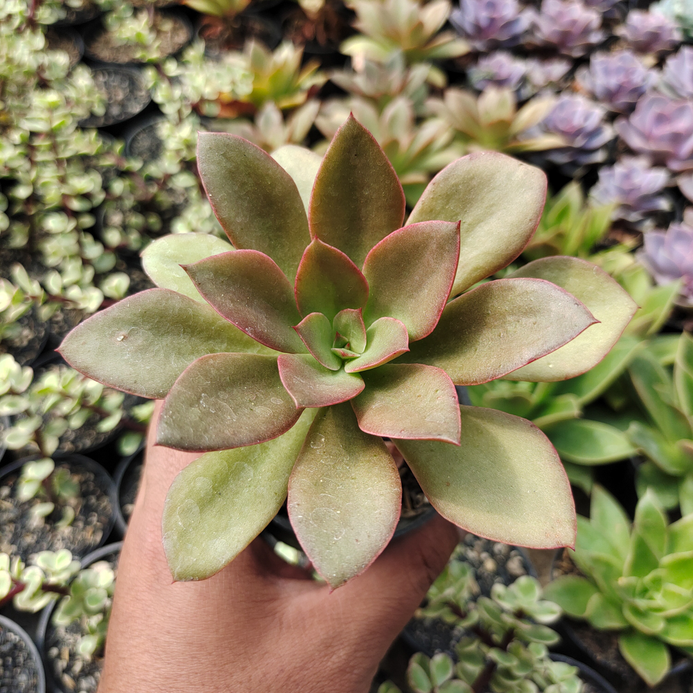 003. Echeveria Rubromarginata - Image 3