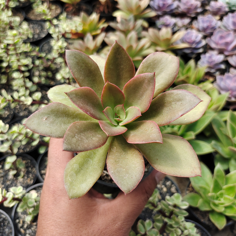 003. Echeveria Rubromarginata - Image 4
