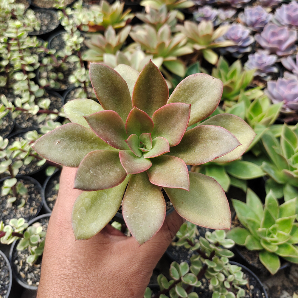 003. Echeveria Rubromarginata - Image 6