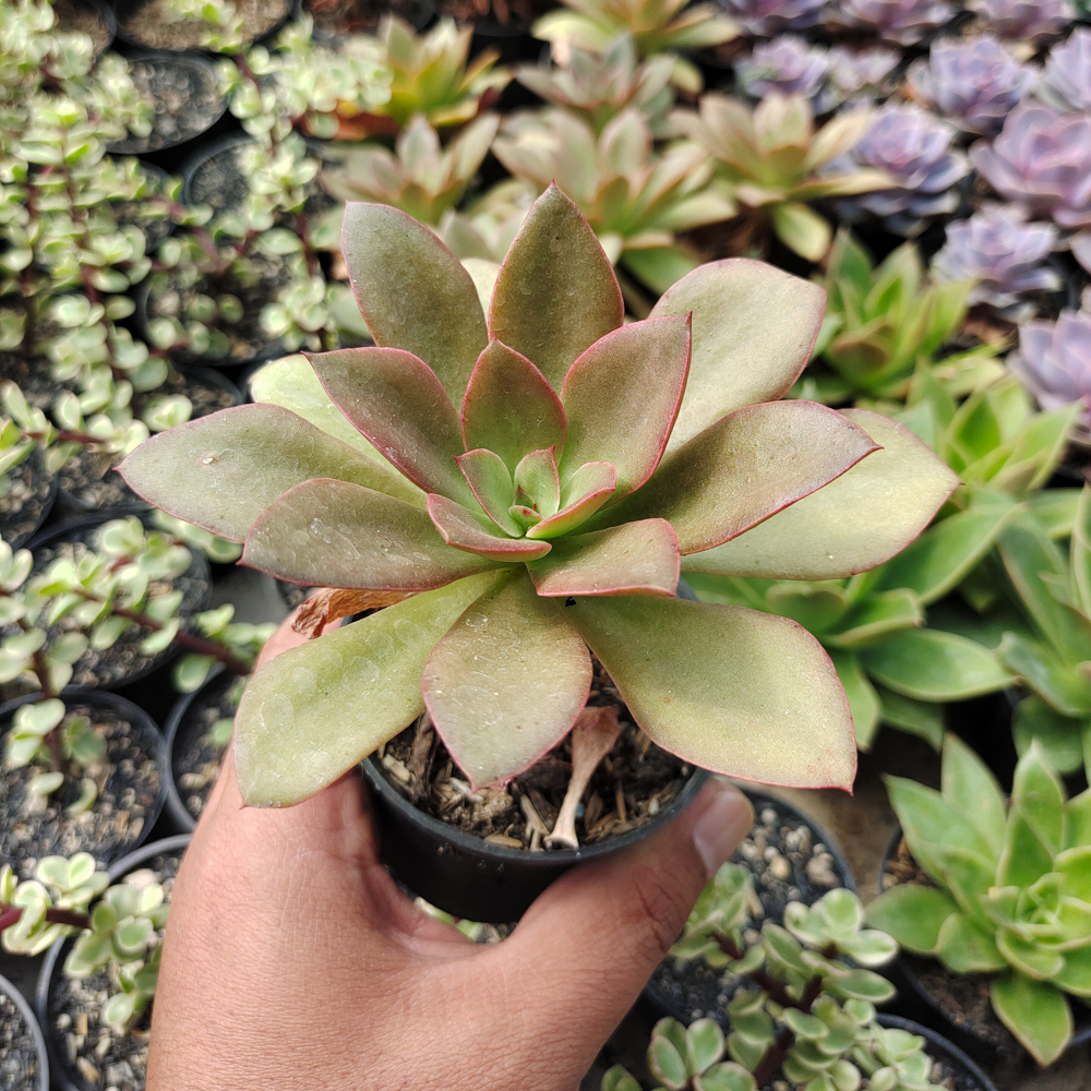 003. Echeveria Rubromarginata - Image 7