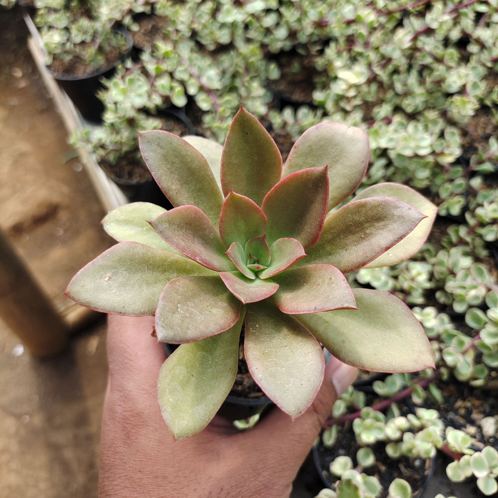 003. Echeveria Rubromarginata - Image 8