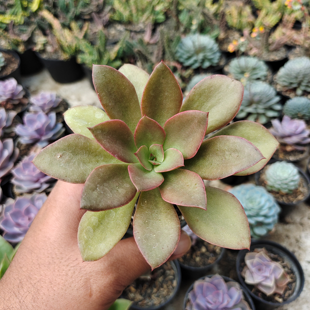 003. Echeveria Rubromarginata - Image 9