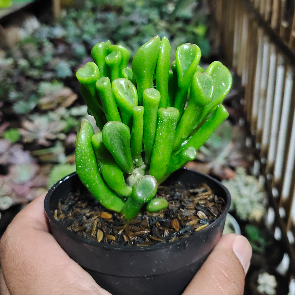 005. Crassula Ovata ‘Gollum' - Image 3