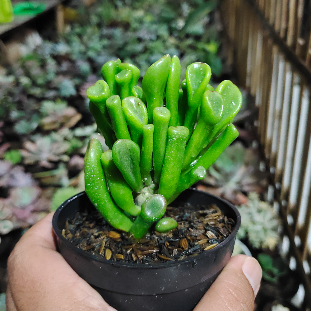 005. Crassula Ovata ‘Gollum' - Image 4