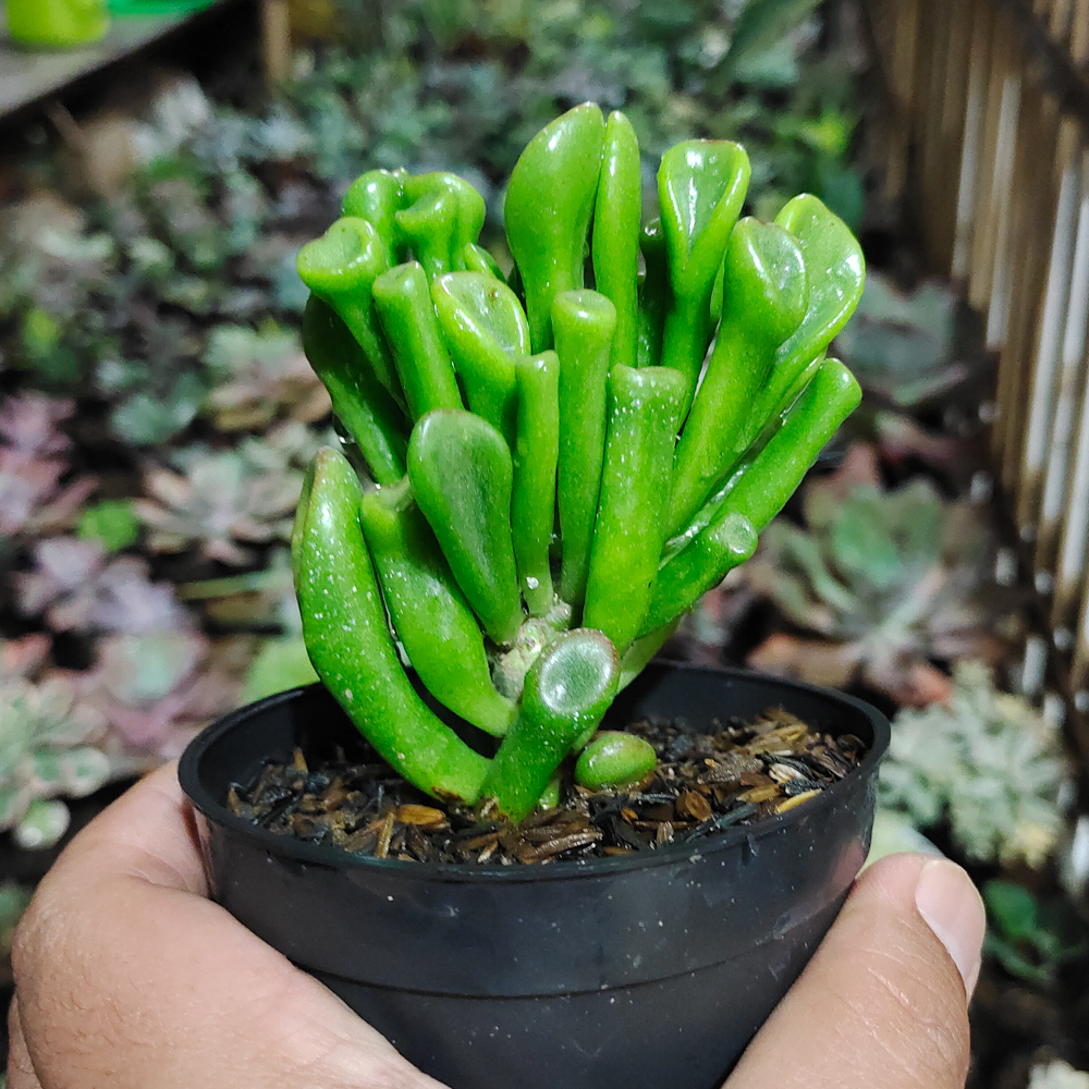 005. Crassula Ovata ‘Gollum' - Image 6