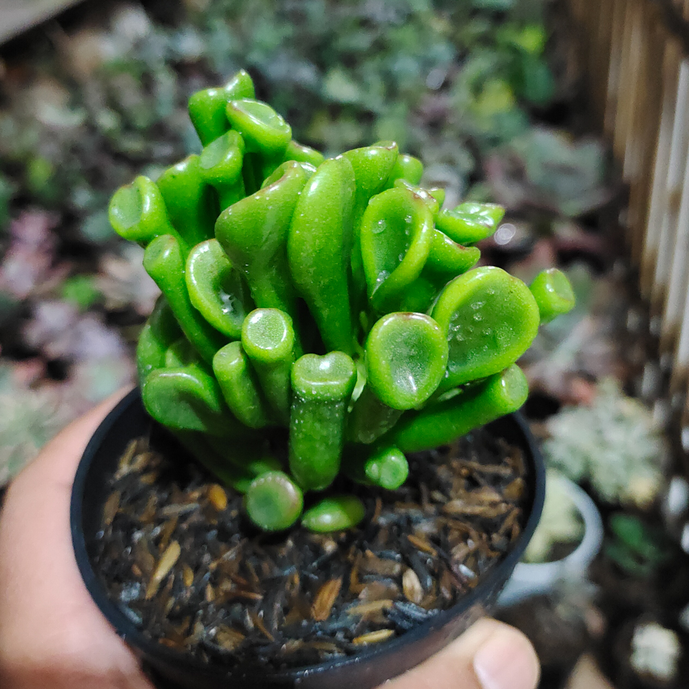 005. Crassula Ovata ‘Gollum' - Image 7