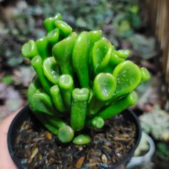 Alternative view of 005. Crassula Ovata ‘Gollum'