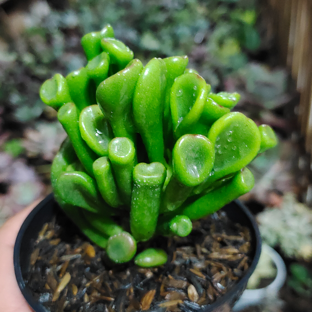 005. Crassula Ovata ‘Gollum' - Image 2