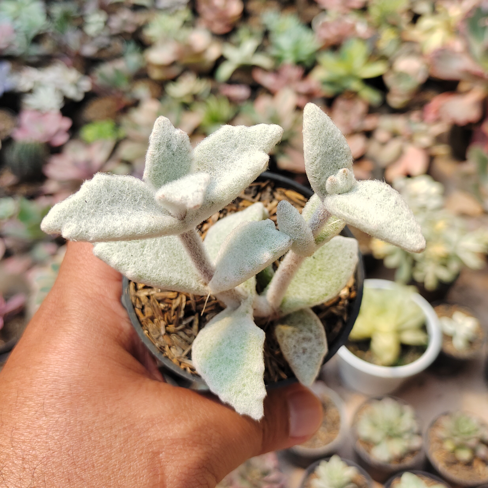 007. Kalanchoe Eriophylla - Image 2