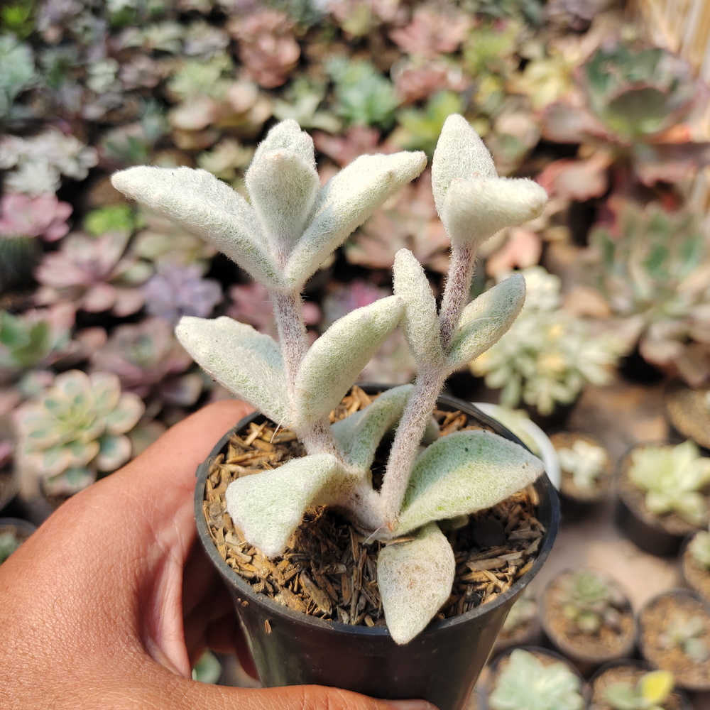 007. Kalanchoe Eriophylla - Image 3