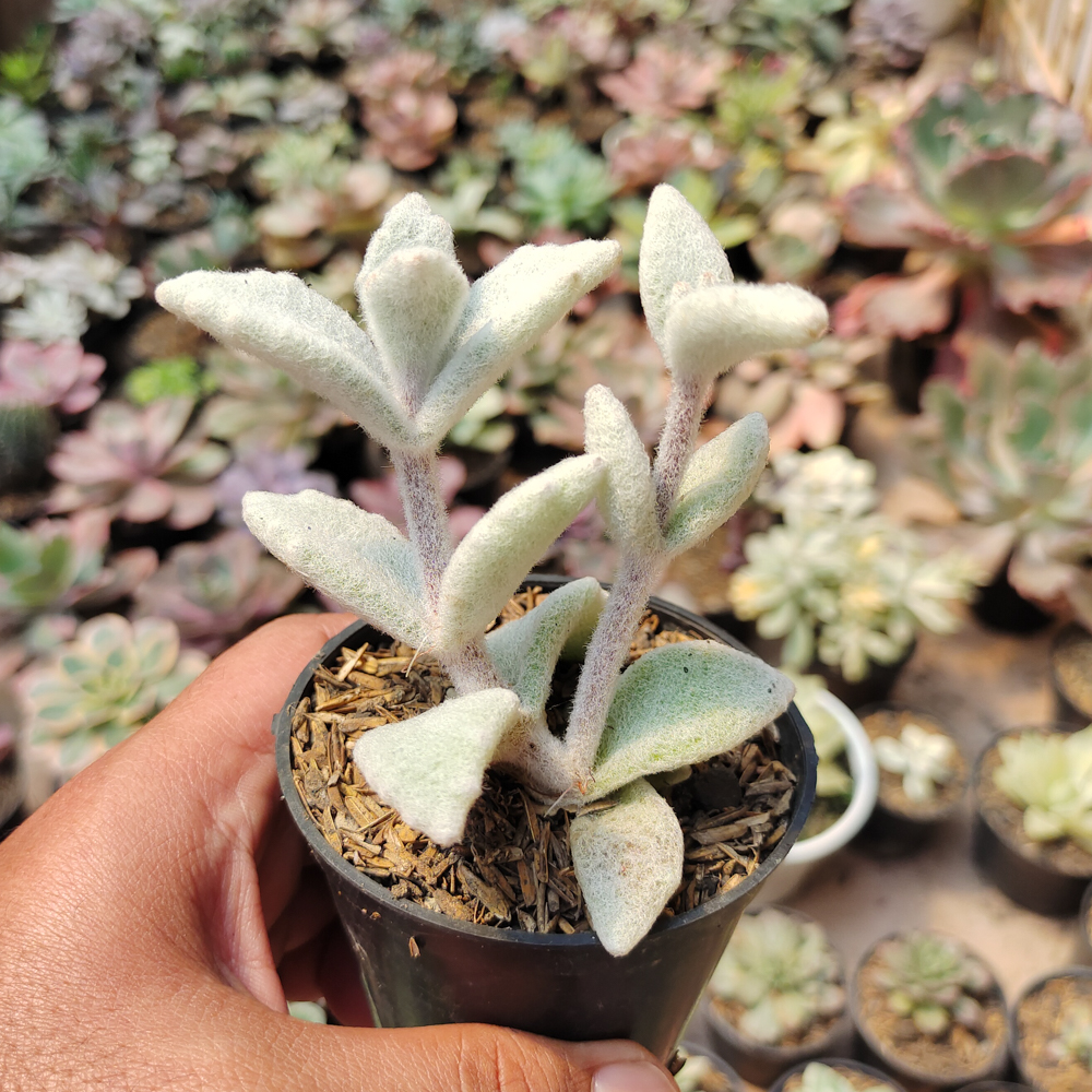 007. Kalanchoe Eriophylla - Image 5