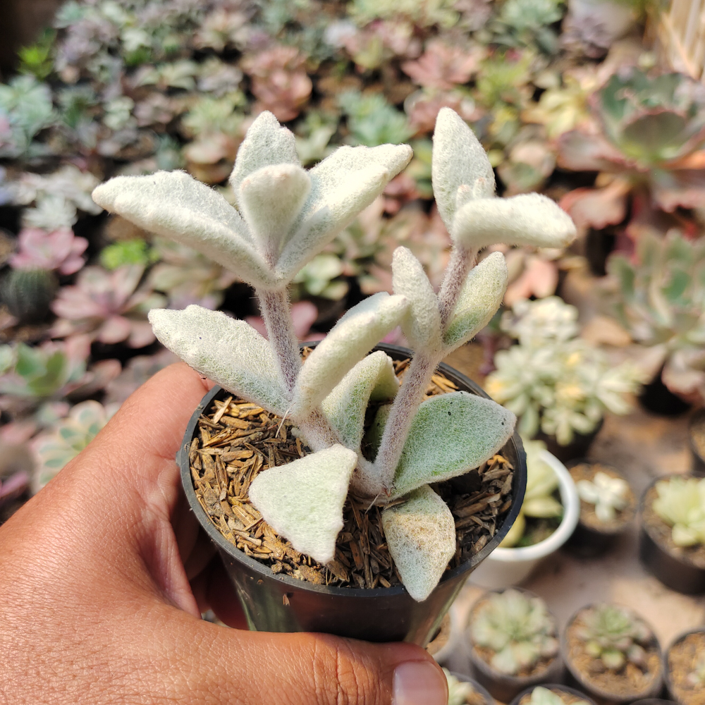007. Kalanchoe Eriophylla - Image 6