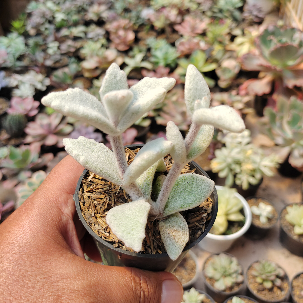 007. Kalanchoe Eriophylla - Image 7