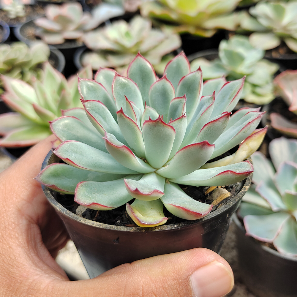 010. Echeveria Pulidonis - Image 10