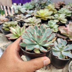 Alternative view of 010. Echeveria Pulidonis
