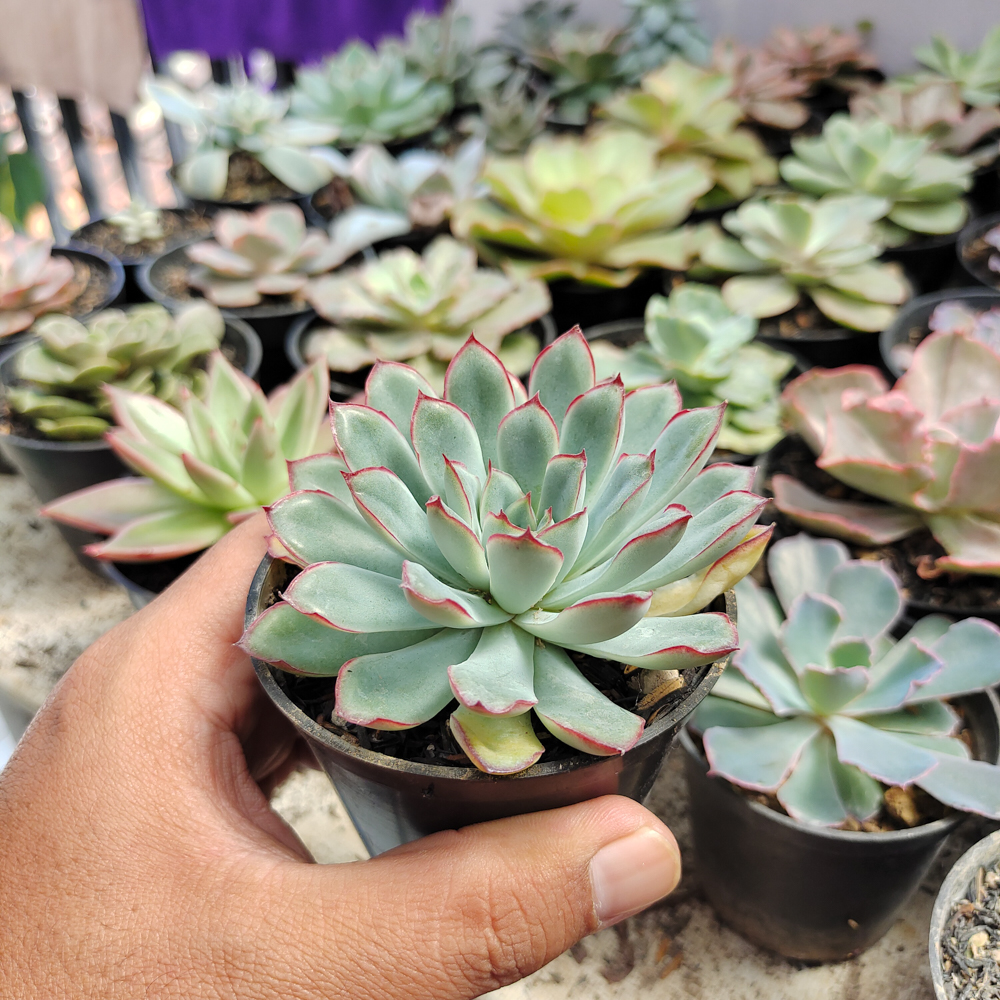 010. Echeveria Pulidonis - Image 3