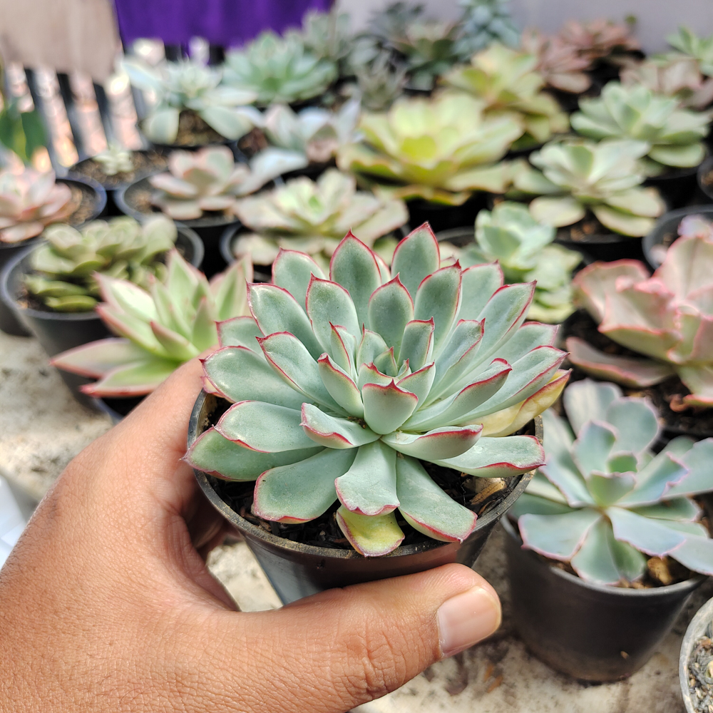 010. Echeveria Pulidonis - Image 4