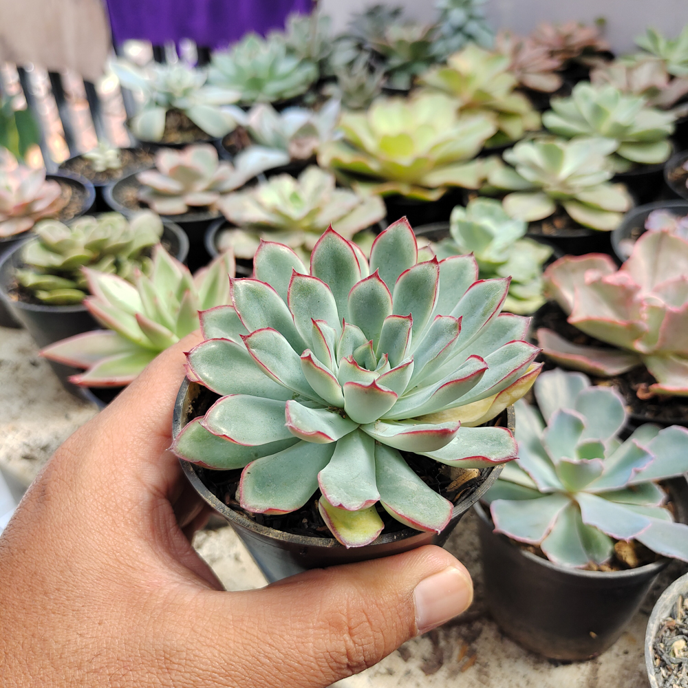 010. Echeveria Pulidonis - Image 5