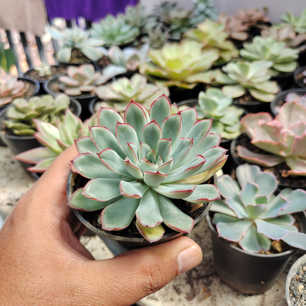 010. Echeveria Pulidonis - Image 8
