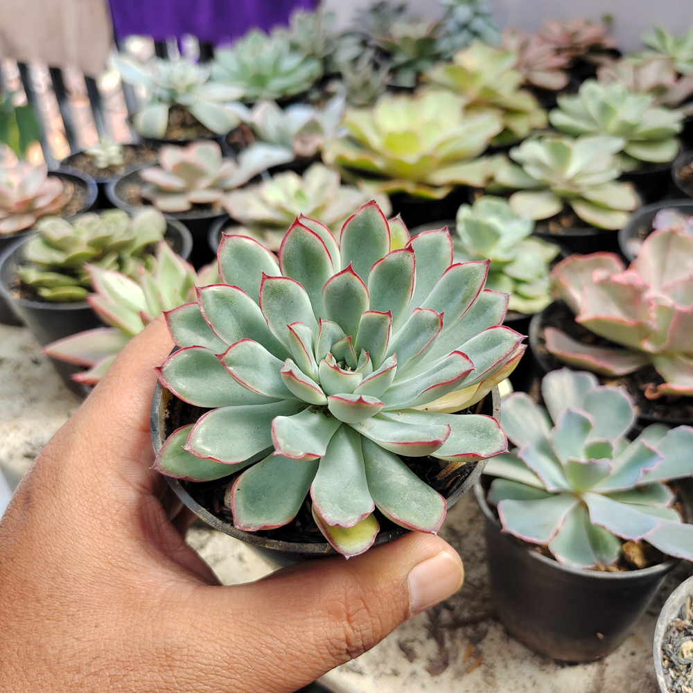 010. Echeveria Pulidonis - Image 11