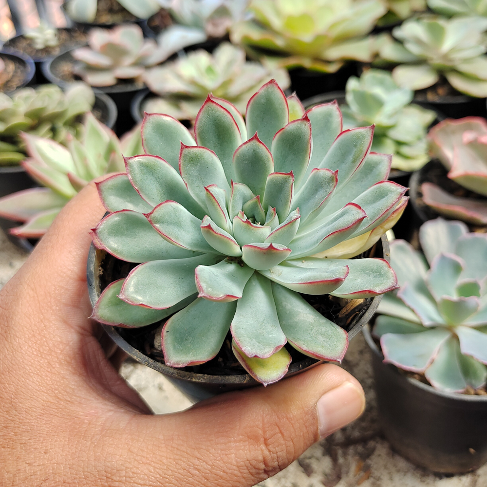 010. Echeveria Pulidonis - Image 9