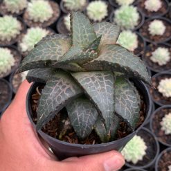 Alternative view of 014. Haworthia Venosa Subsp. Tessellata – Veined Haworthia