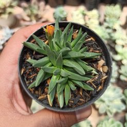 Alternative view of 015. Bergeranthus Multiceps