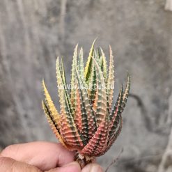 Alternative view of 016. Haworthia Pumila Variegated